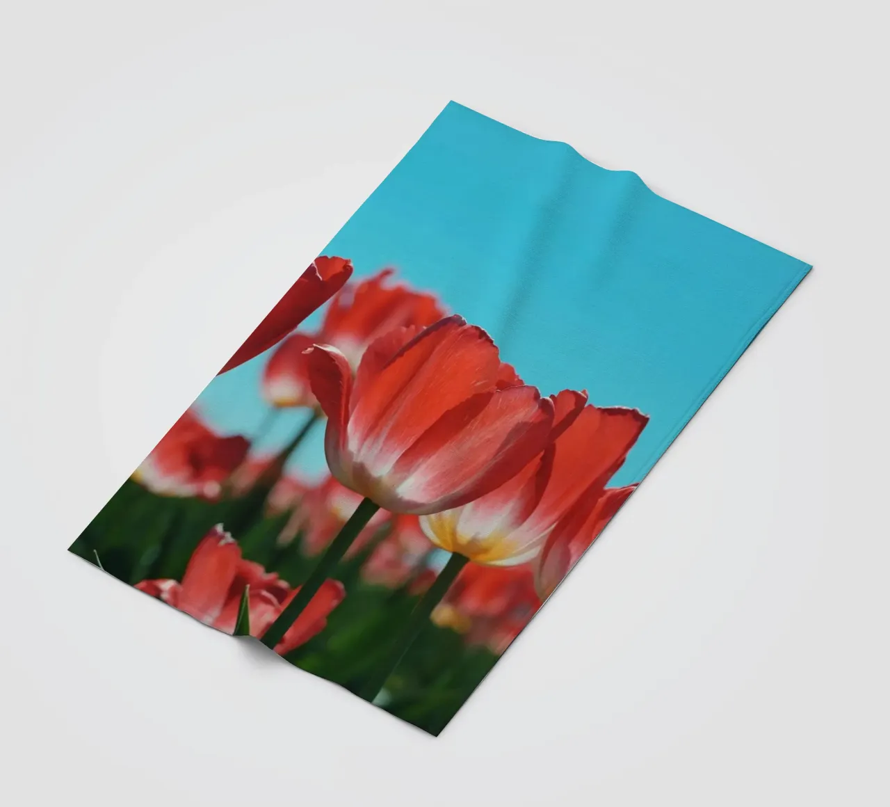 Tulip Row coperta in pile da Morgan Kendall
