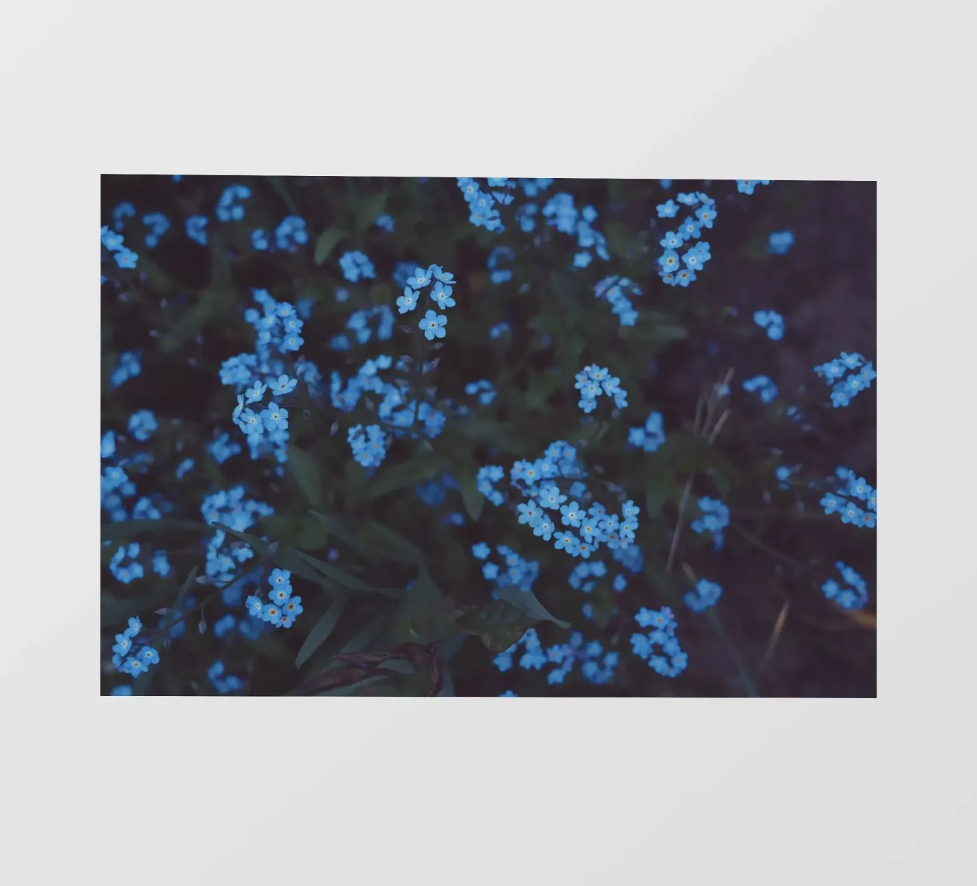 Moonlight pellicola backlit da Morgan Kendall