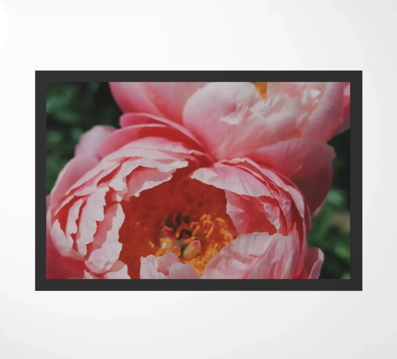 Peonies zerbino da Morgan Kendall