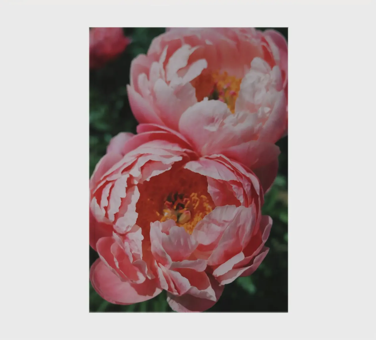 Peonies notebook by Morgan Kendall