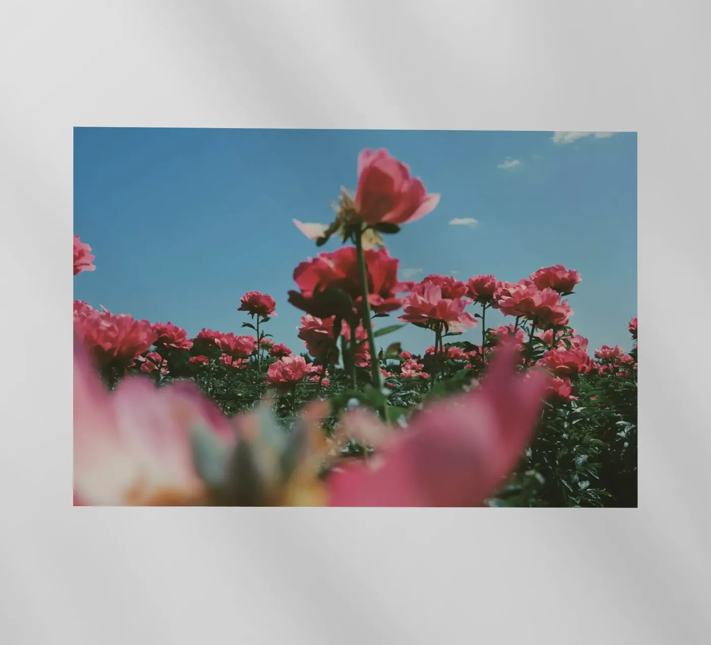 Through the Fields Backlit Folie von Morgan Kendall