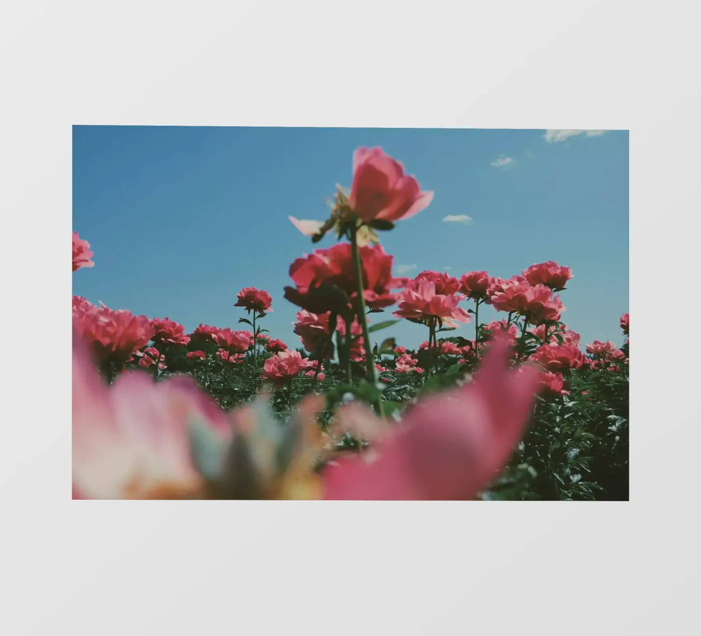 Through the Fields Backlit Folie von Morgan Kendall