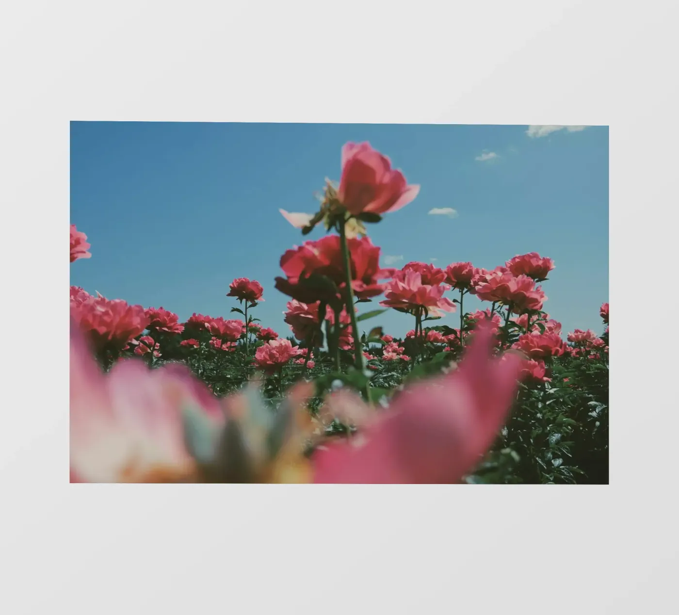 Through the Fields telo in pvc da Morgan Kendall