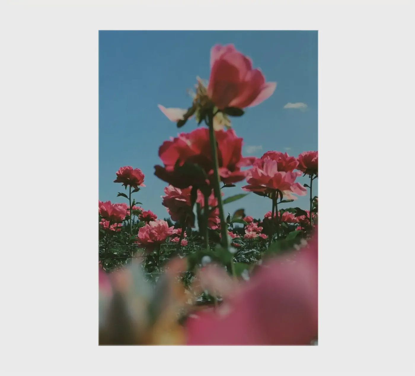Through the Fields notebook by Morgan Kendall