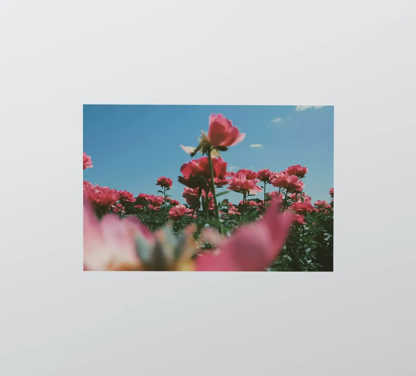 Through the Fields sticker by Morgan Kendall