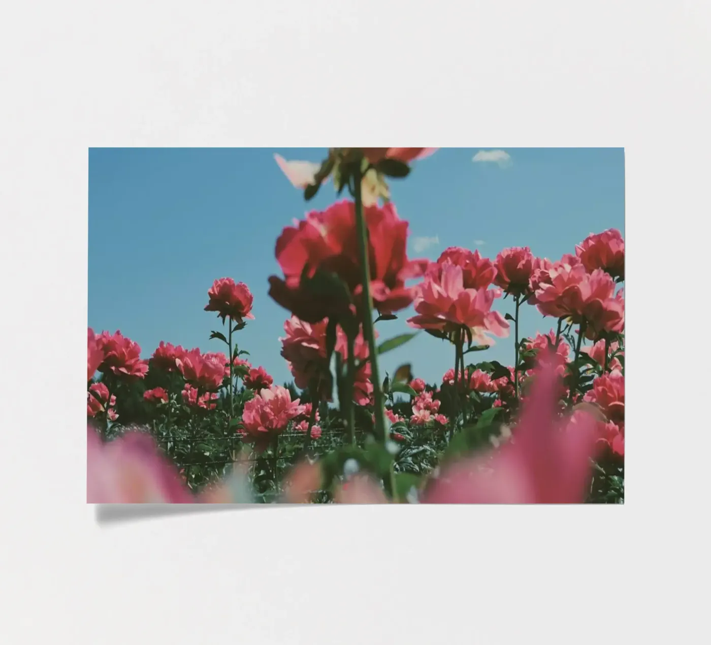 Through the Fields stickervel van Morgan Kendall