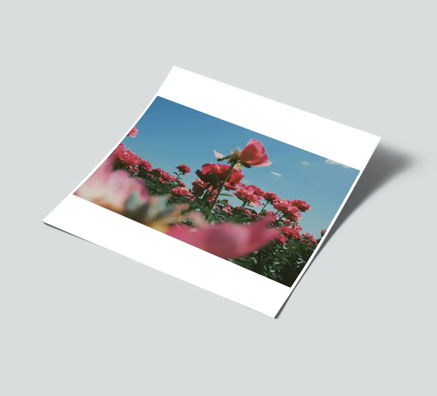 Through the Fields stickervel van Morgan Kendall