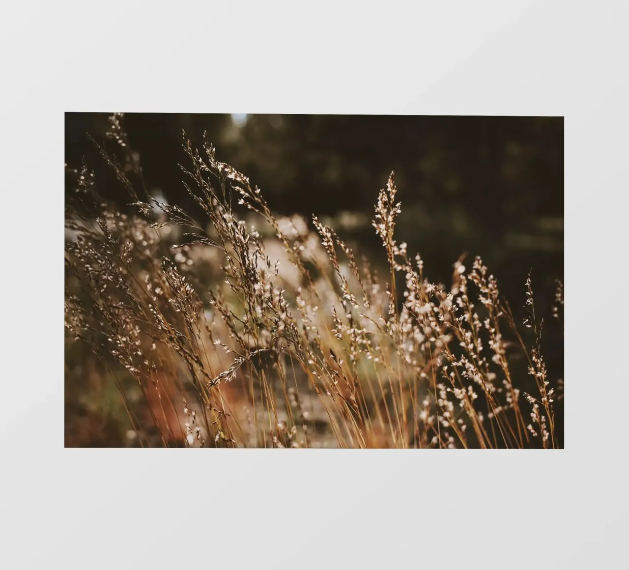 Sunshower pellicola backlit da Morgan Kendall