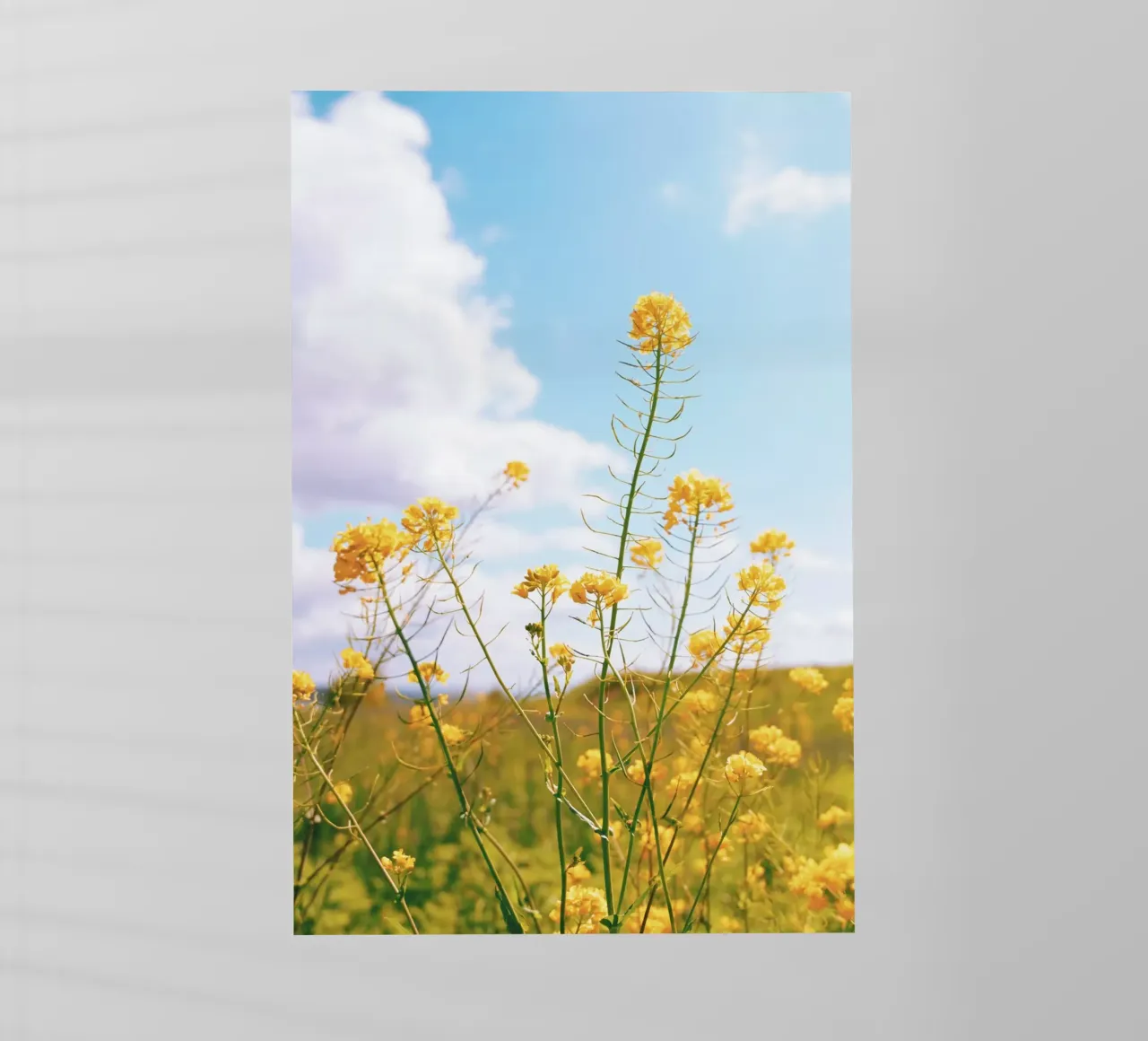 Mellow Yellow pellicola backlit da Morgan Kendall