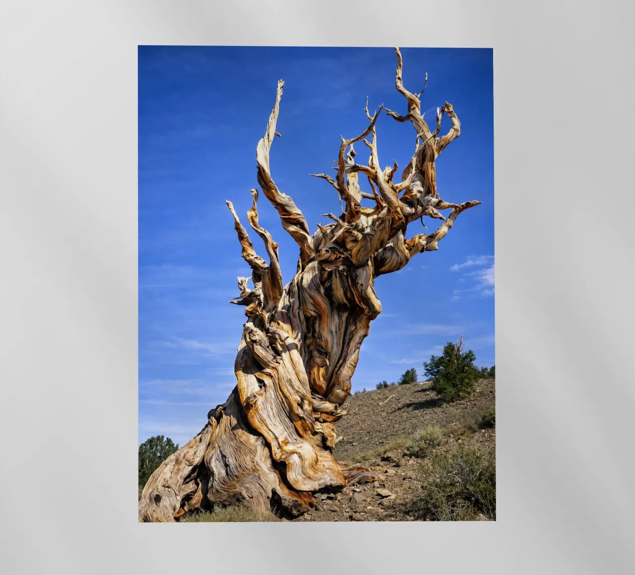 albero secco pellicola backlit da the gunduls