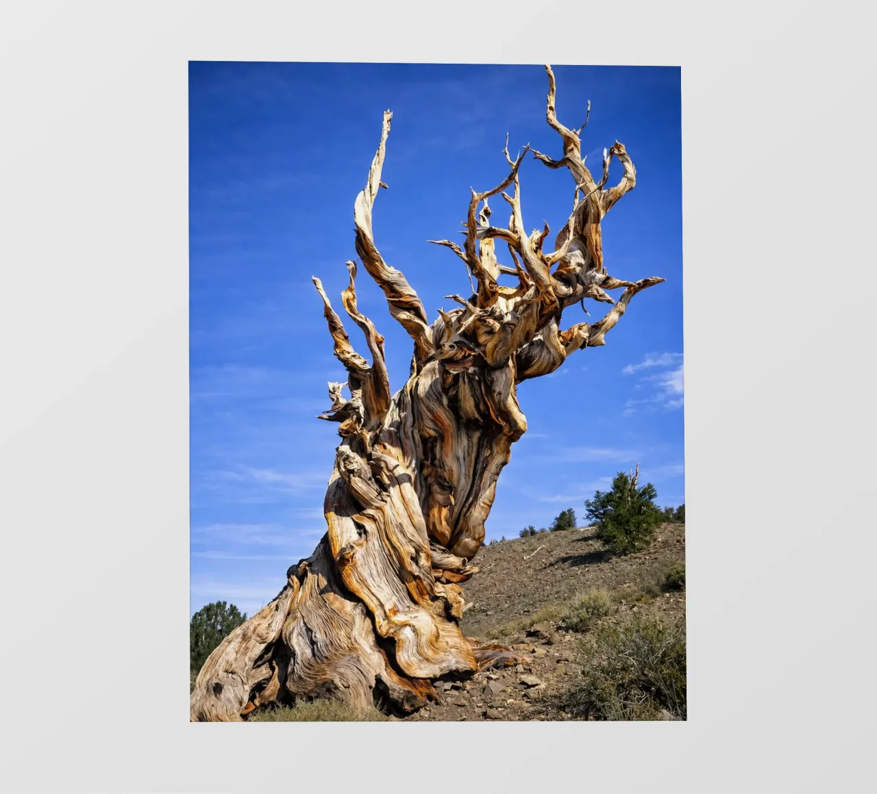 dry tree fotobehang van the gunduls