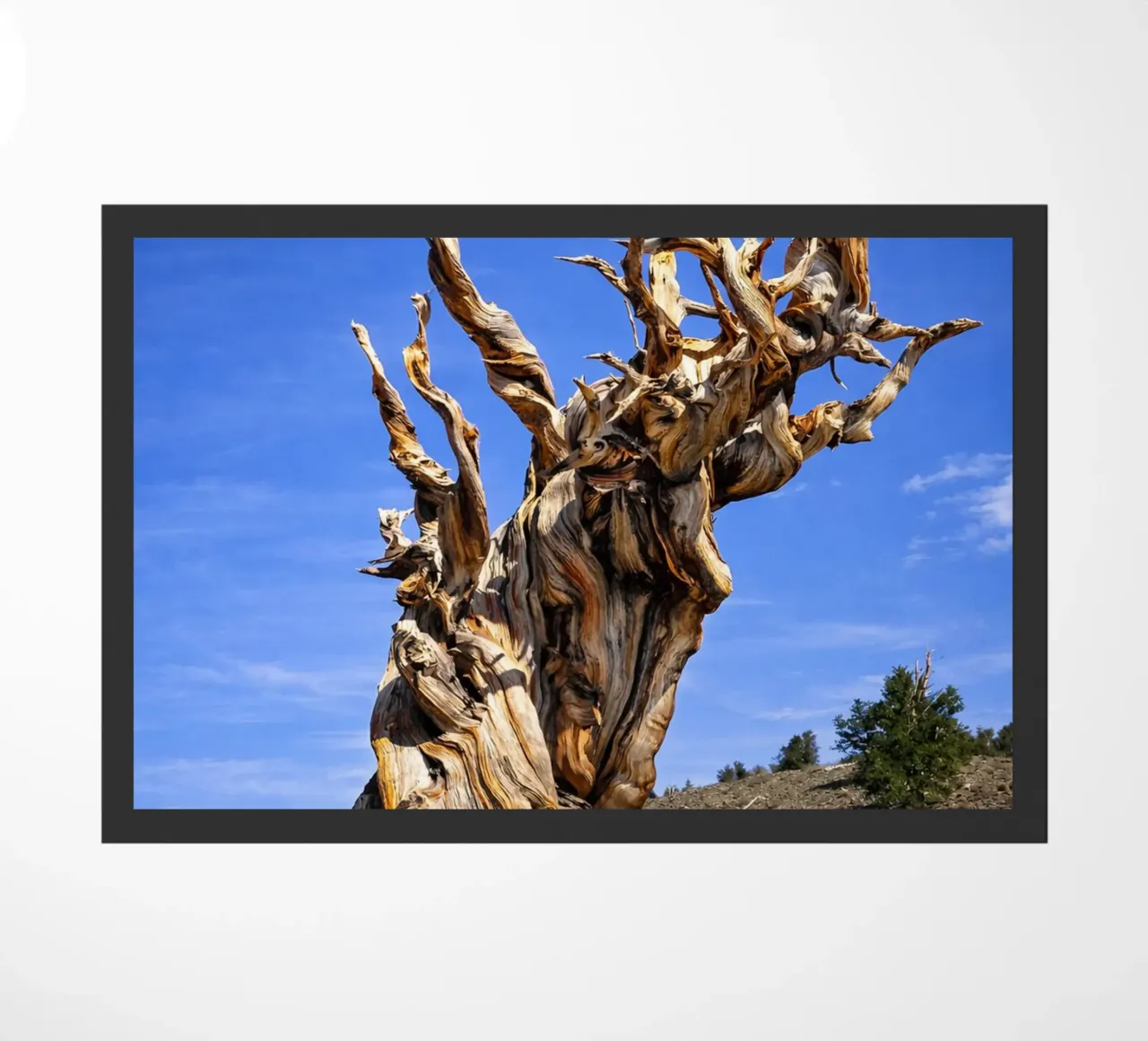 dry tree doormat by the gunduls