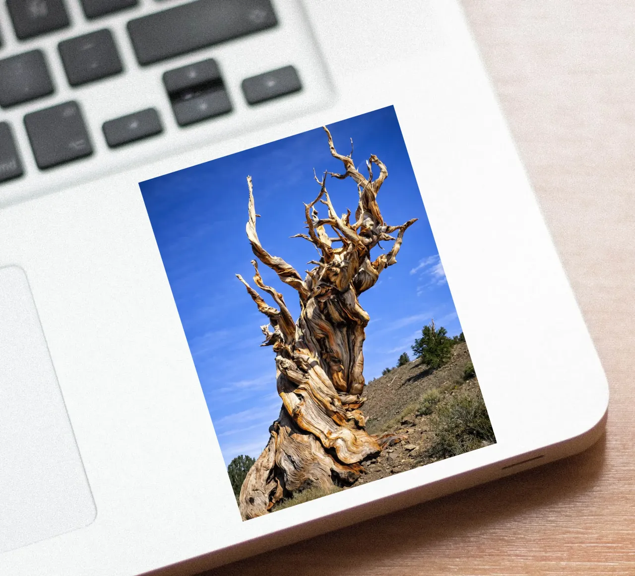 dry tree sticker by the gunduls