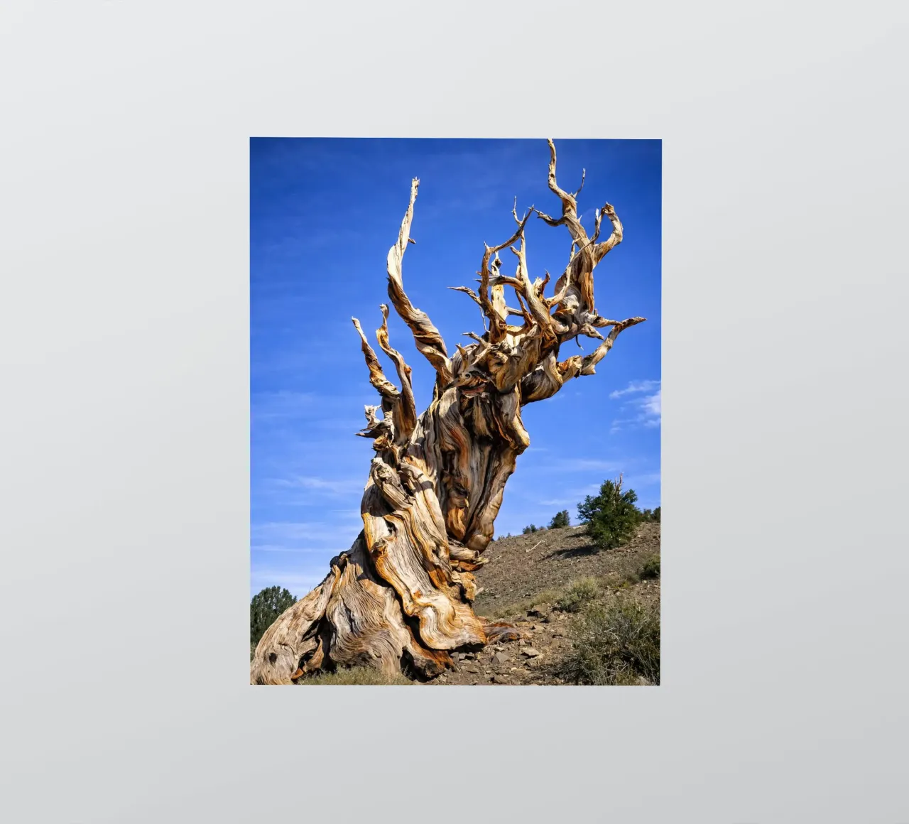 dry tree sticker by the gunduls