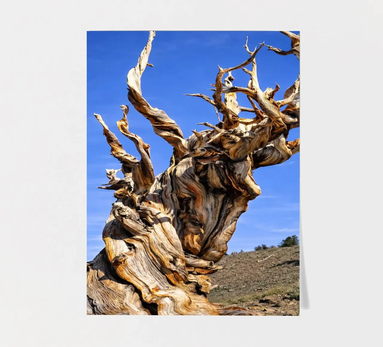 dry tree sticker sheet by the gunduls