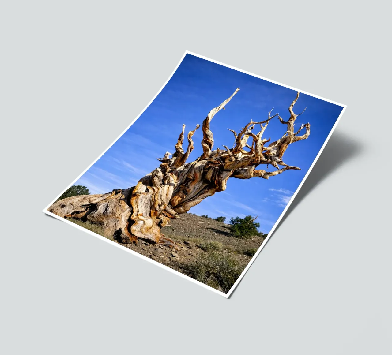 dry tree sticker sheet by the gunduls