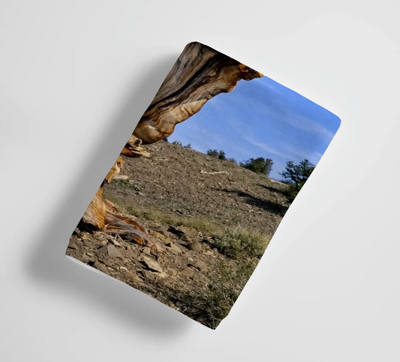 dry tree towel by the gunduls