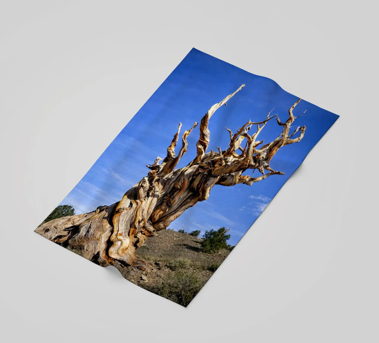 dry tree Strandtuch von the gunduls