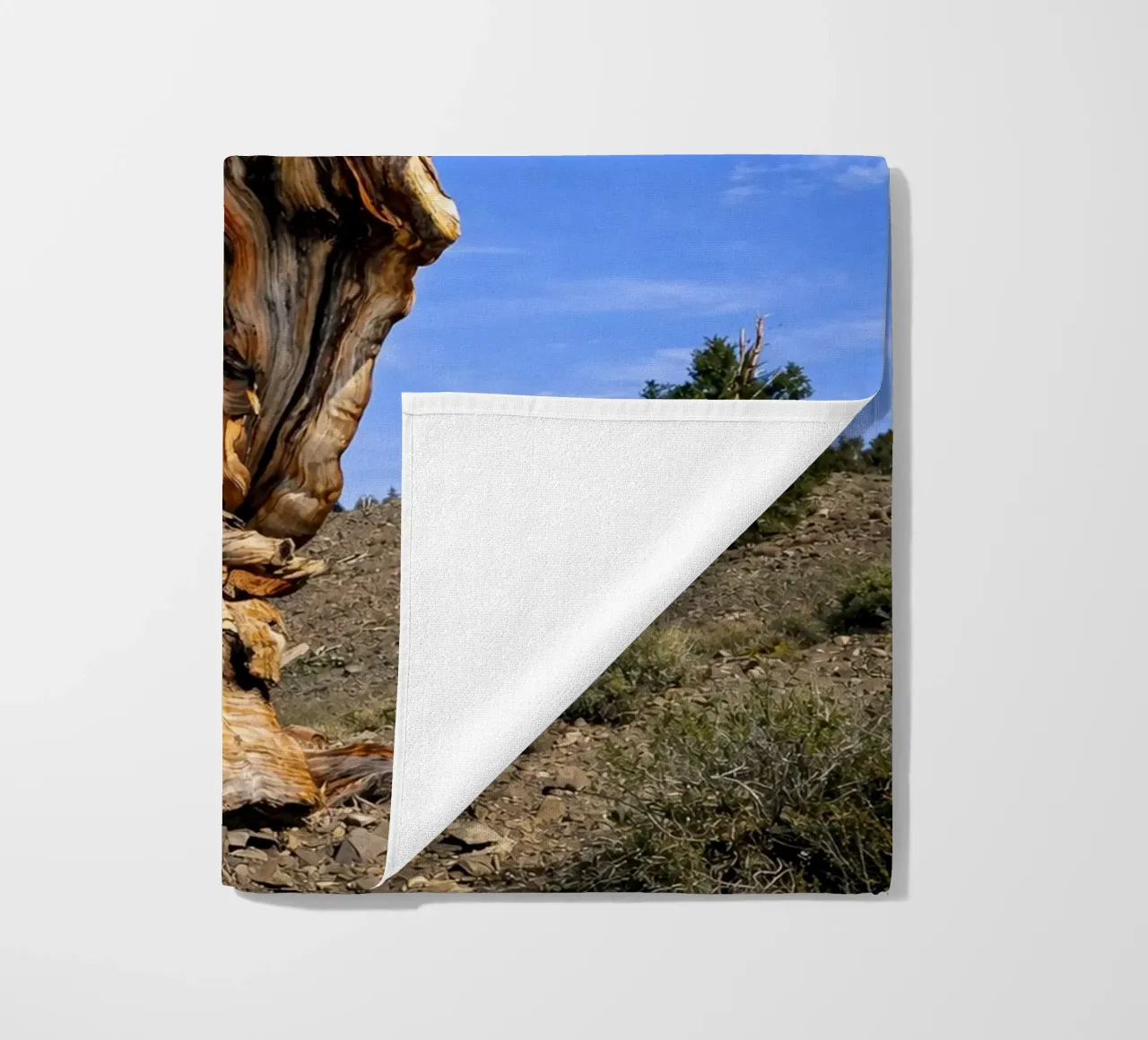 dry tree telo mare da the gunduls