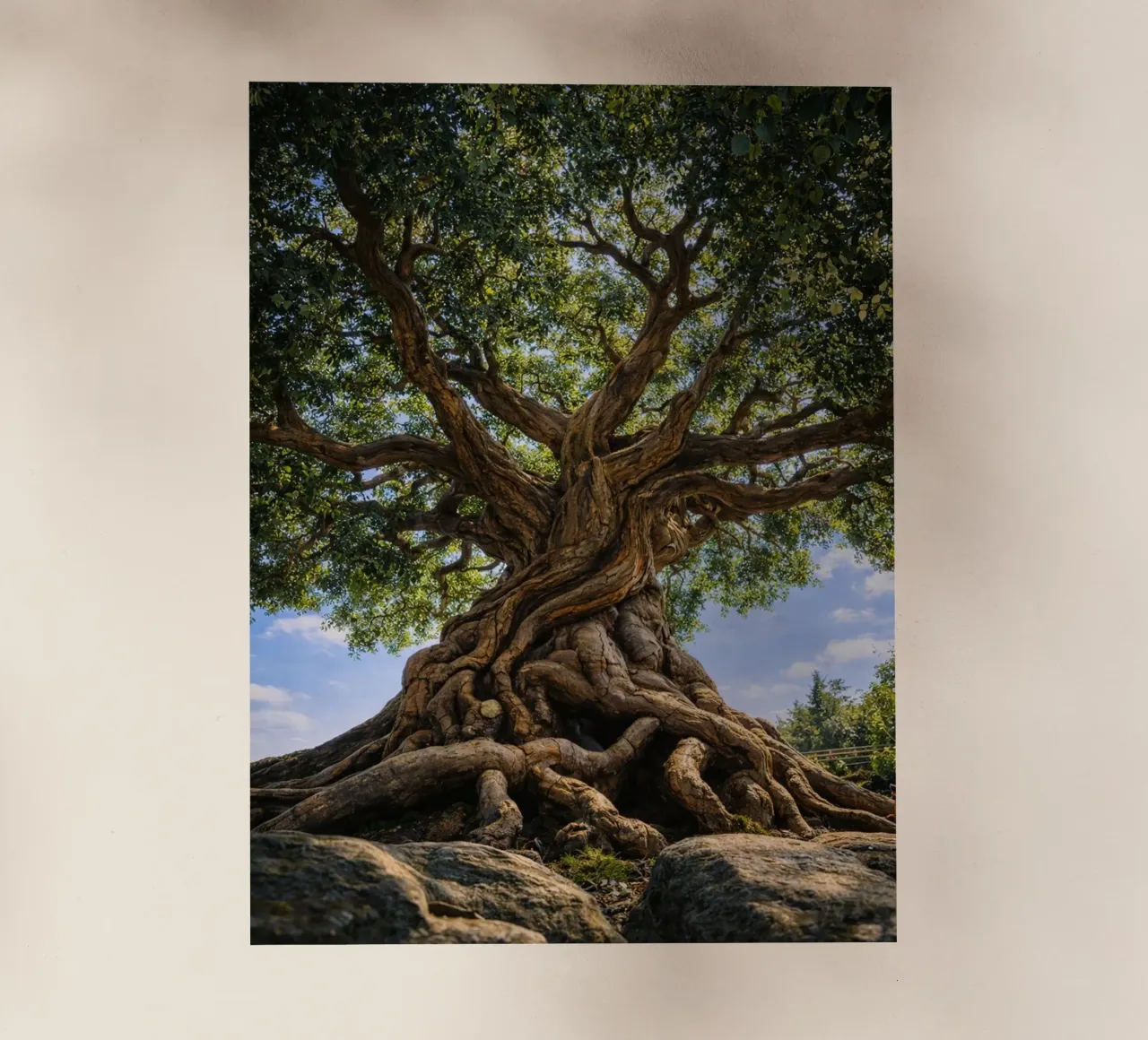 albero secolare pellicola backlit da the gunduls