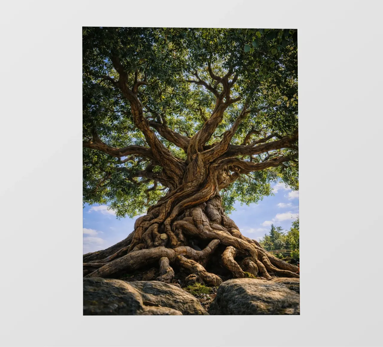 albero secolare pellicola backlit da the gunduls