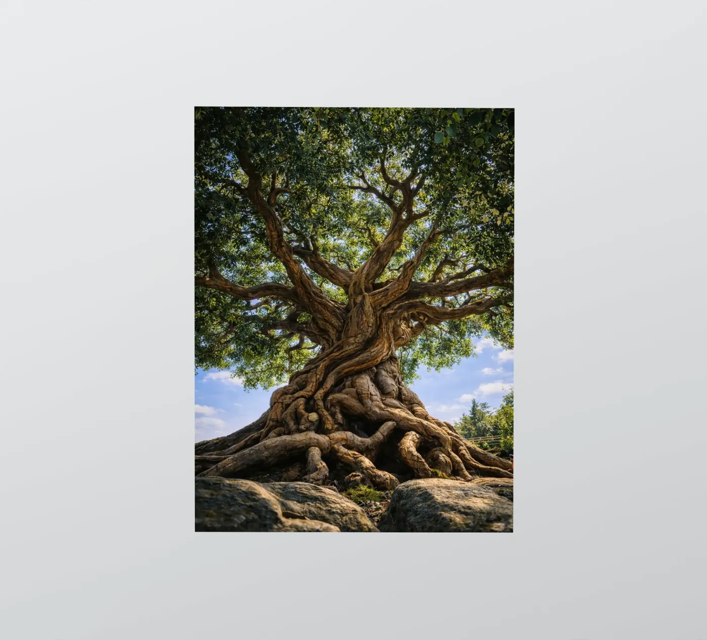 oude boom sticker van the gunduls