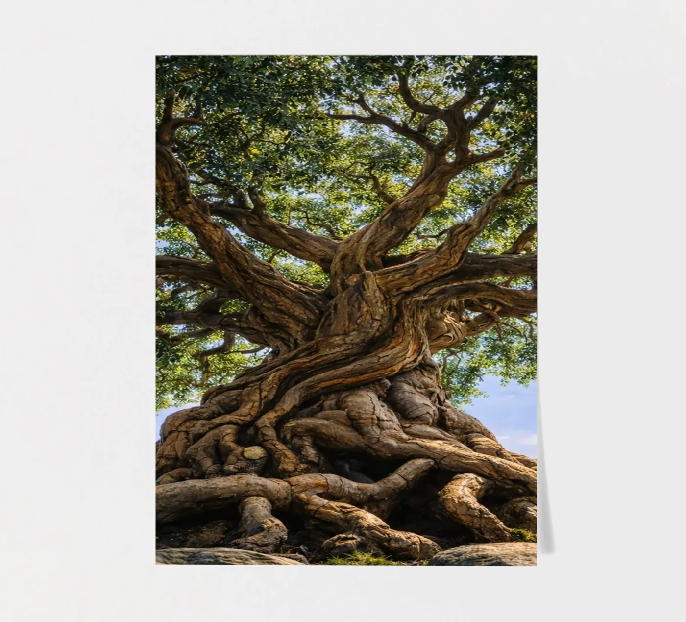 vieil arbre planche autocollant de the gunduls