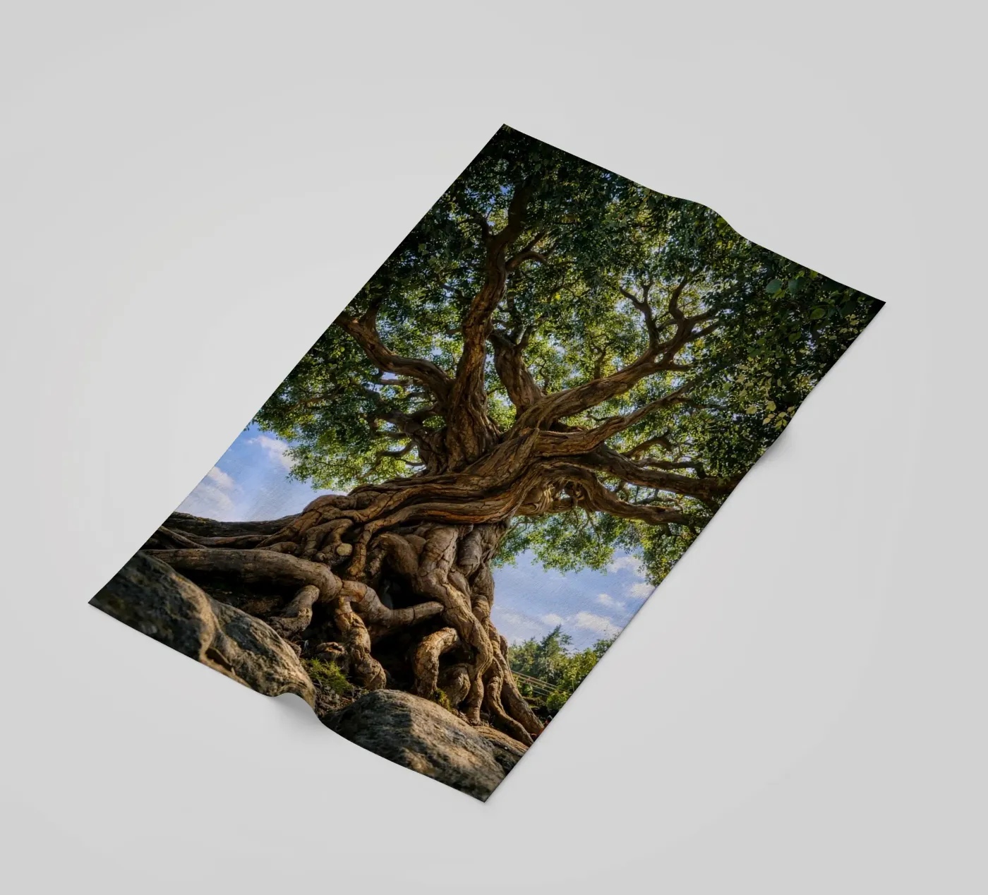 albero secolare telo mare da the gunduls