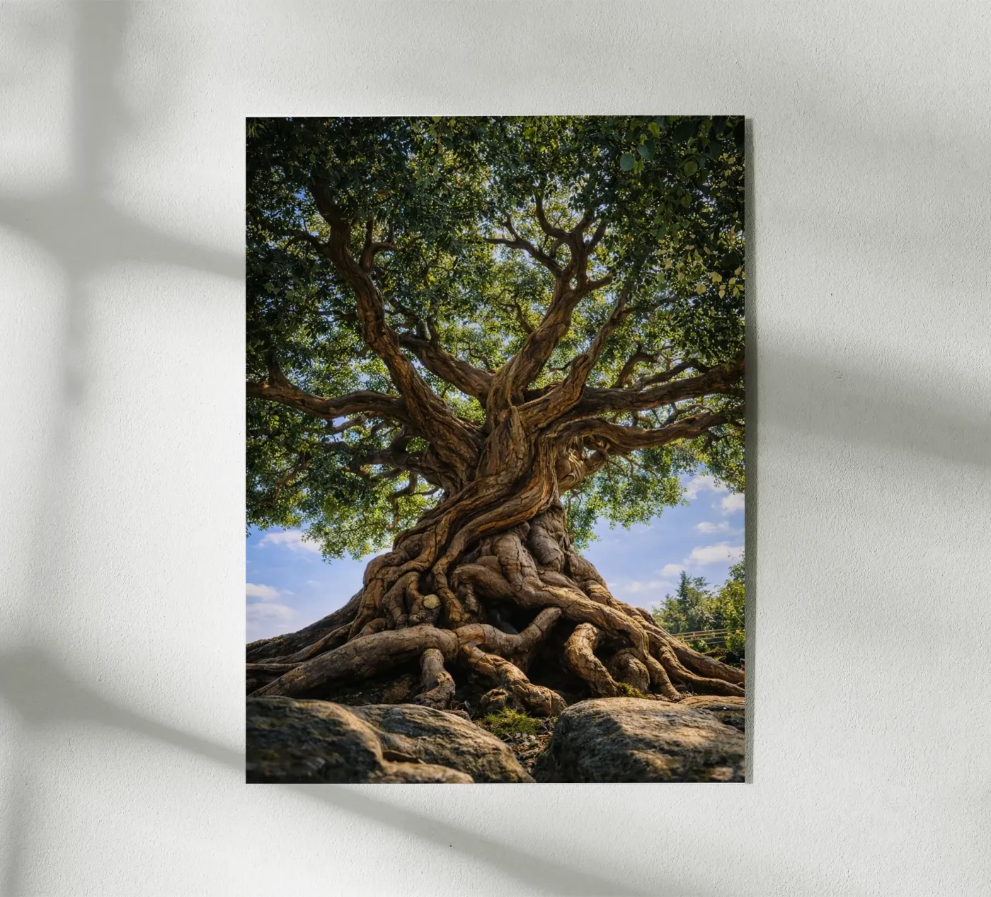 old tree plexiglass da the gunduls