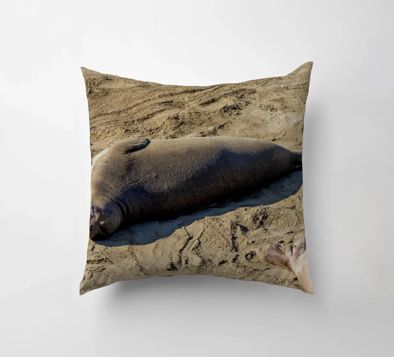 Seal cuscino da anderm