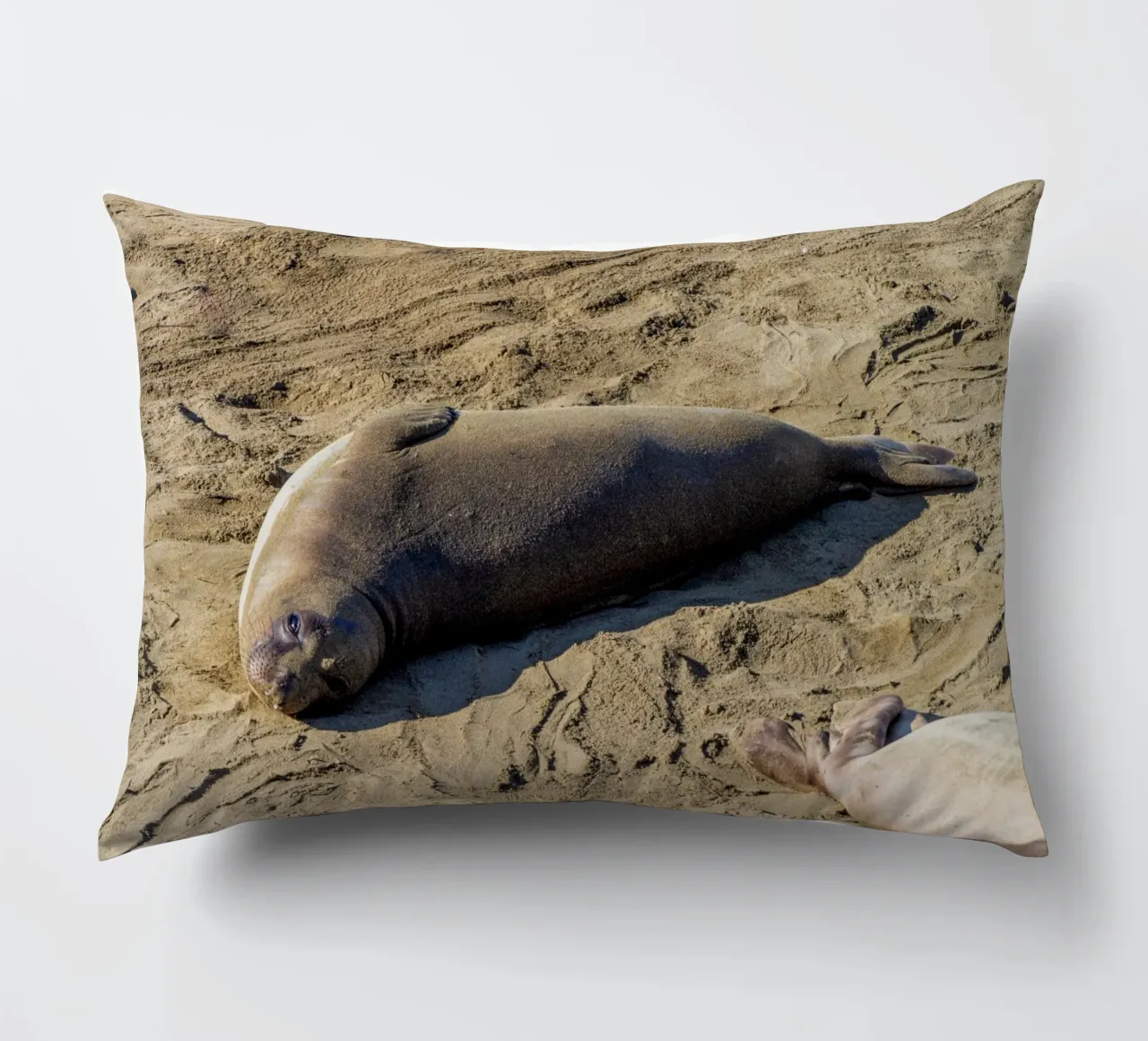 Seal cuscino da anderm