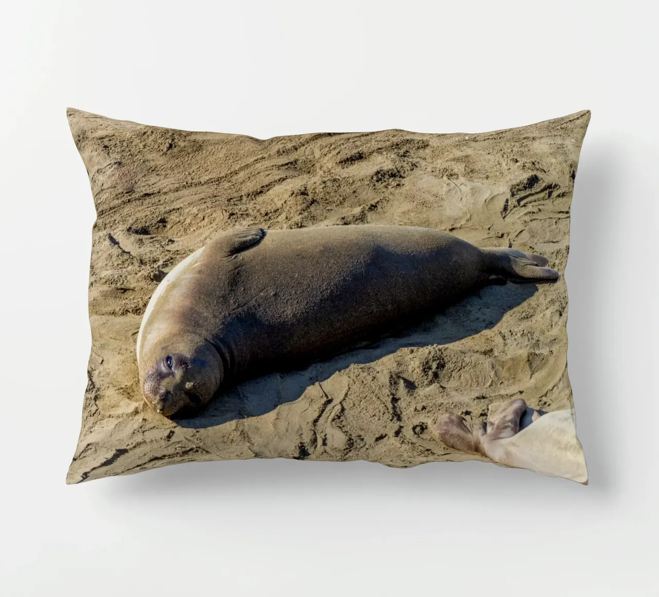 Seal cuscino da anderm