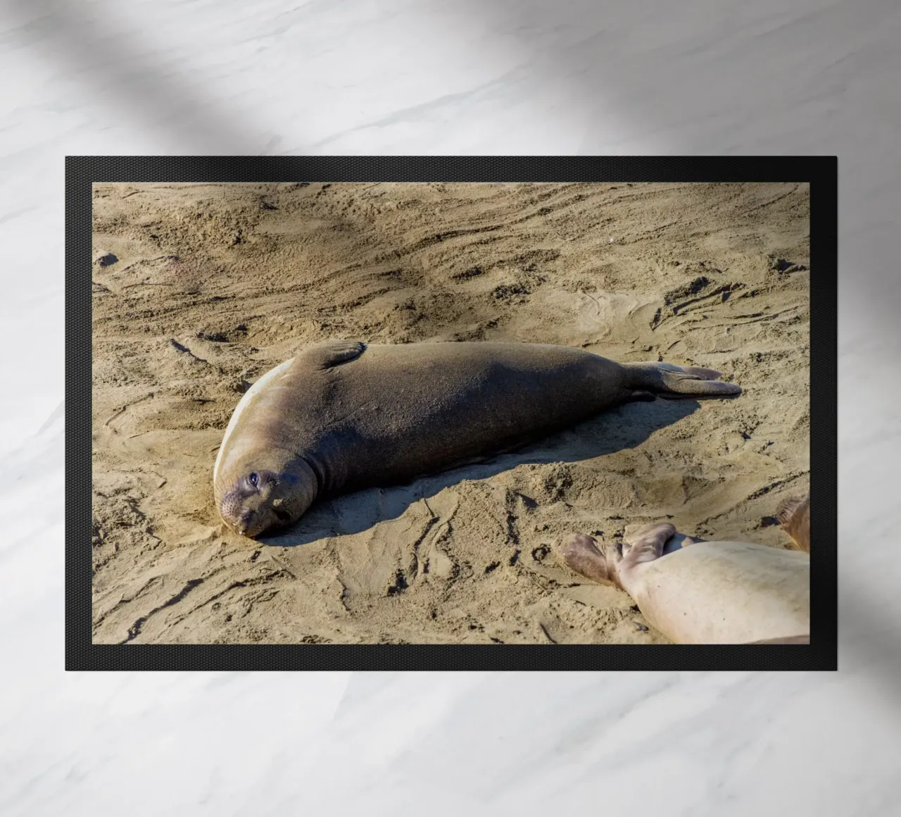 Seal zerbino da anderm