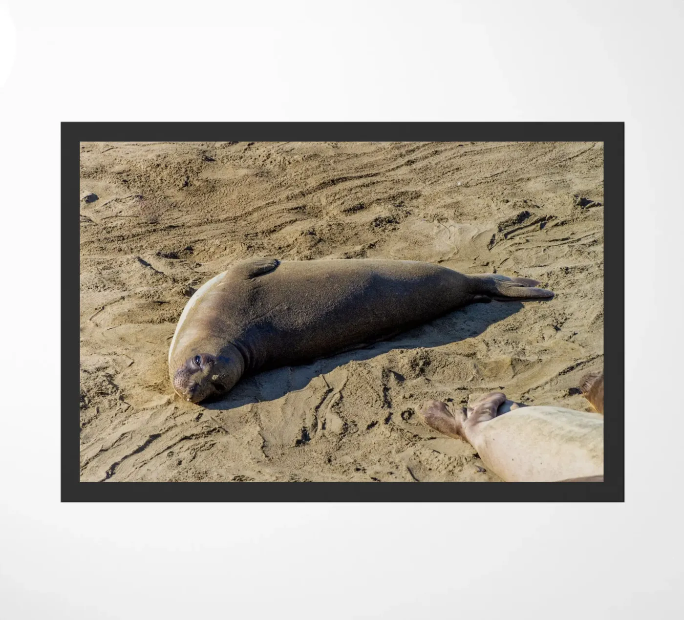 Seal doormat by anderm
