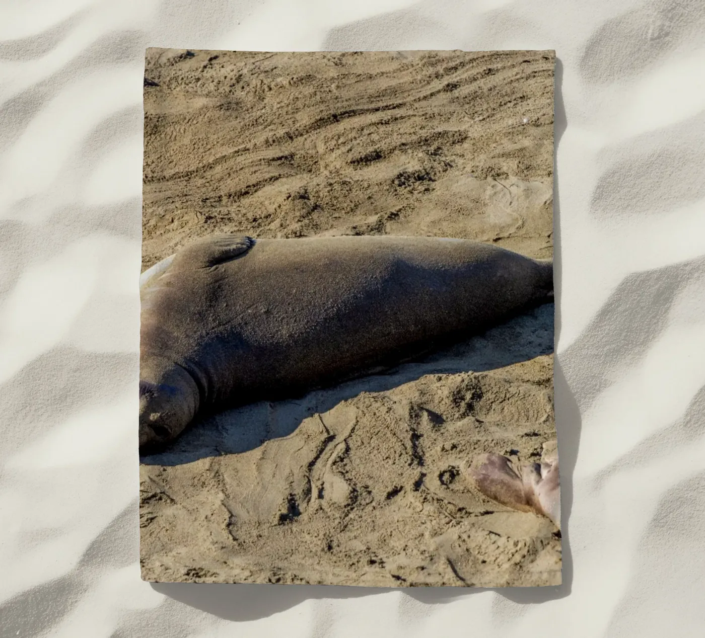 Seal telo mare da anderm