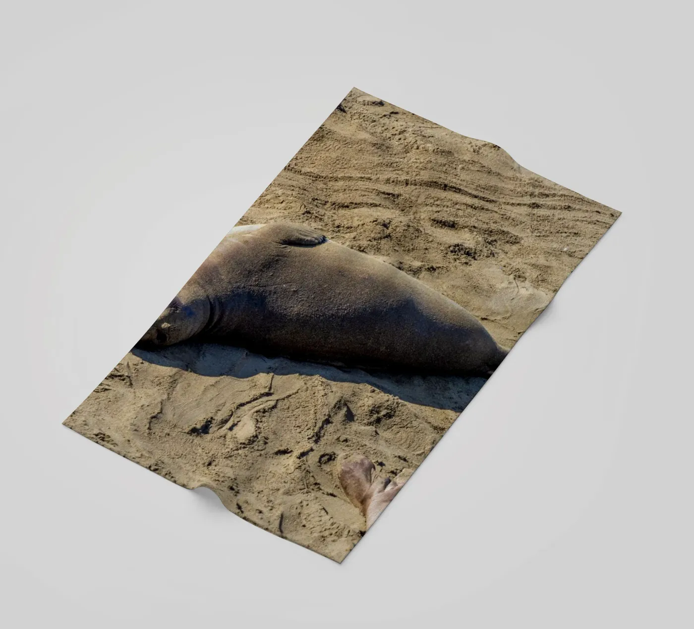 Seal telo mare da anderm