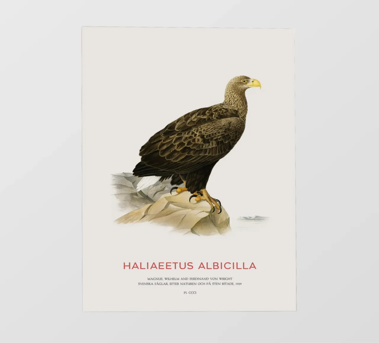 Seeadler oder Haliaeetus Albicilla Backlit Folie von Vintagrafica