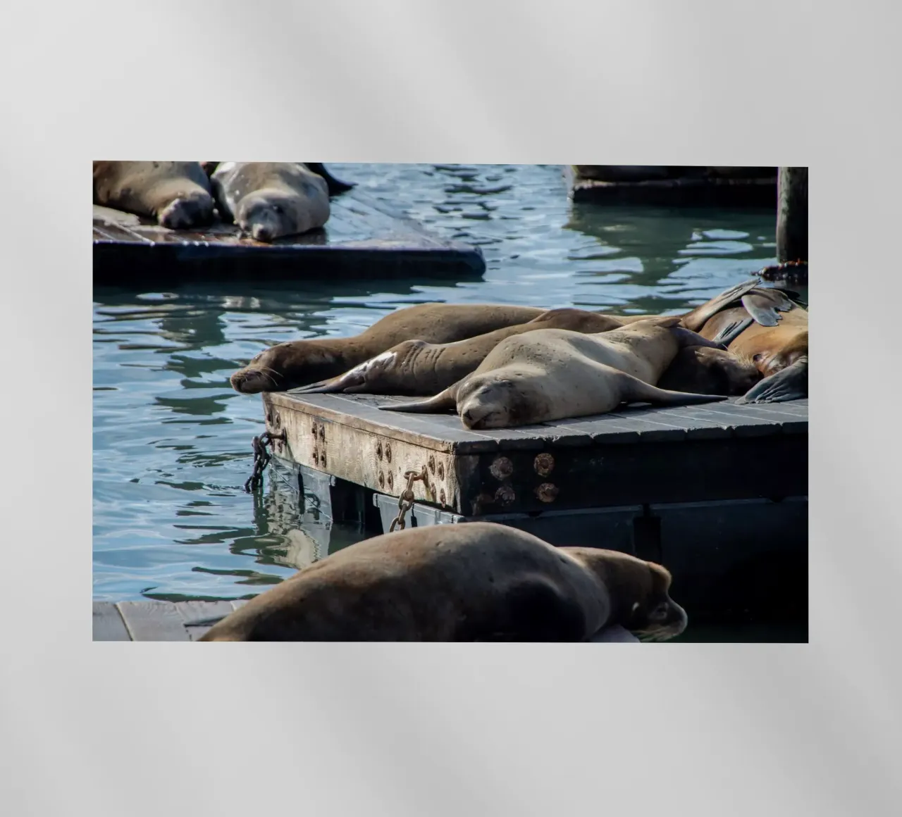 Sleeping seal pellicola backlit da anderm