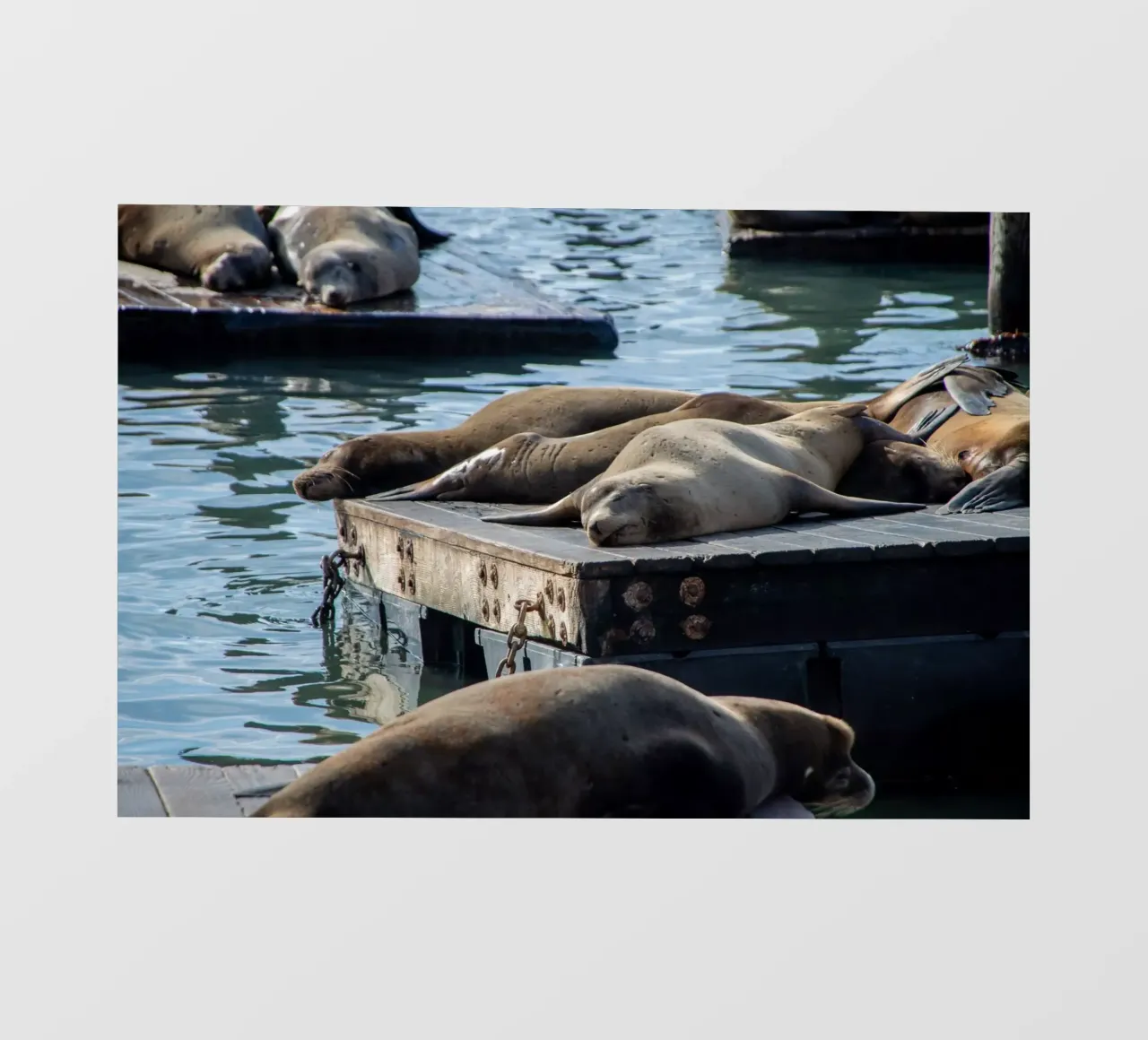 Sleeping seal pellicola backlit da anderm