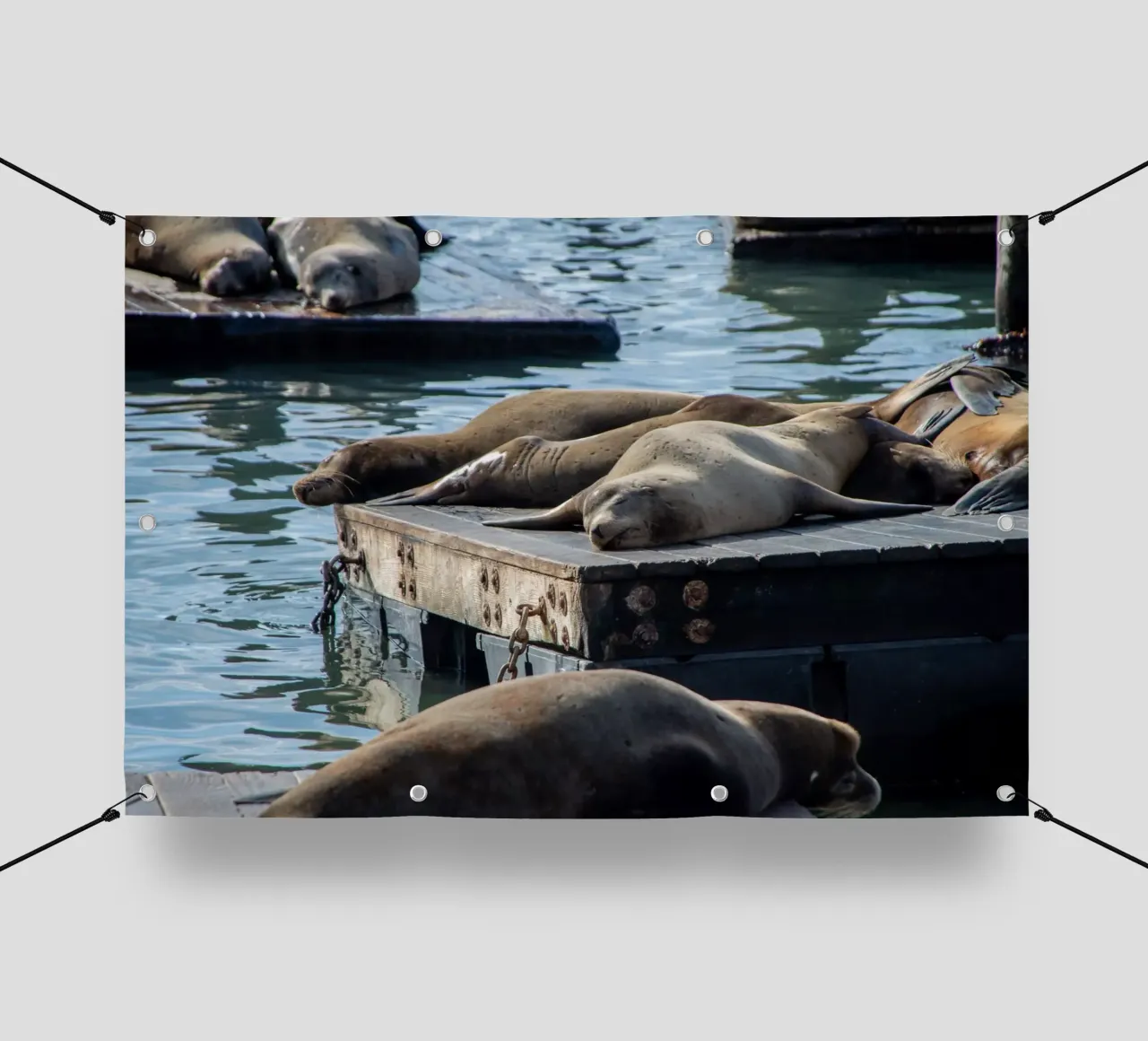 Sleeping seal telo in pvc da anderm