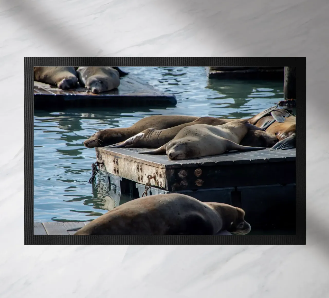 Sleeping seal zerbino da anderm