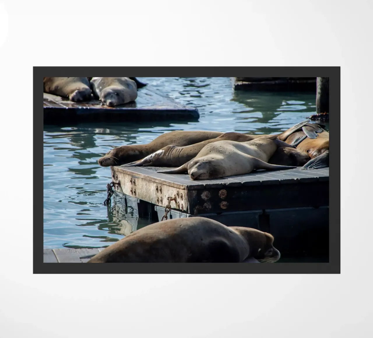 Sleeping seal zerbino da anderm