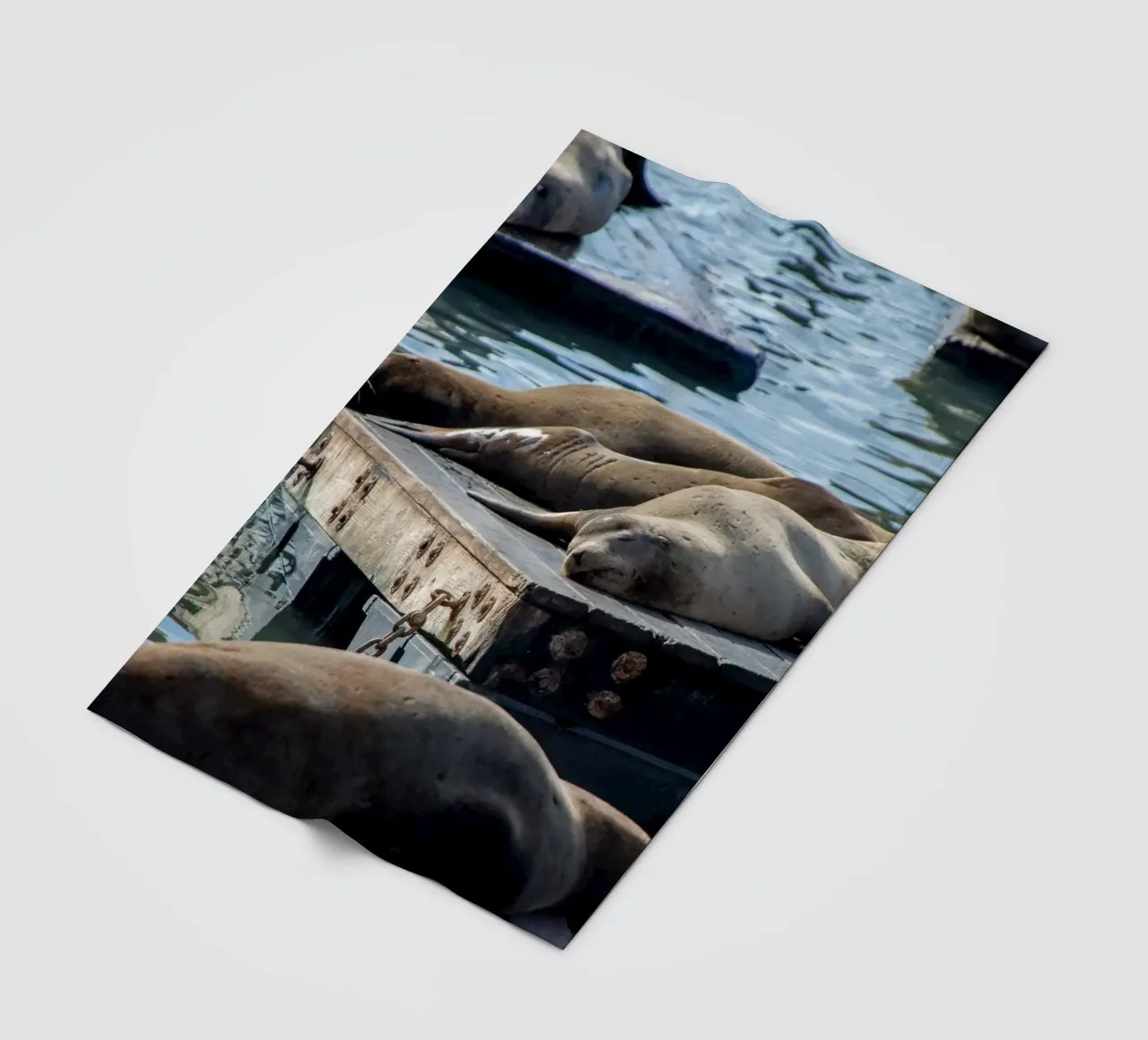 Sleeping seal coperta in pile da anderm