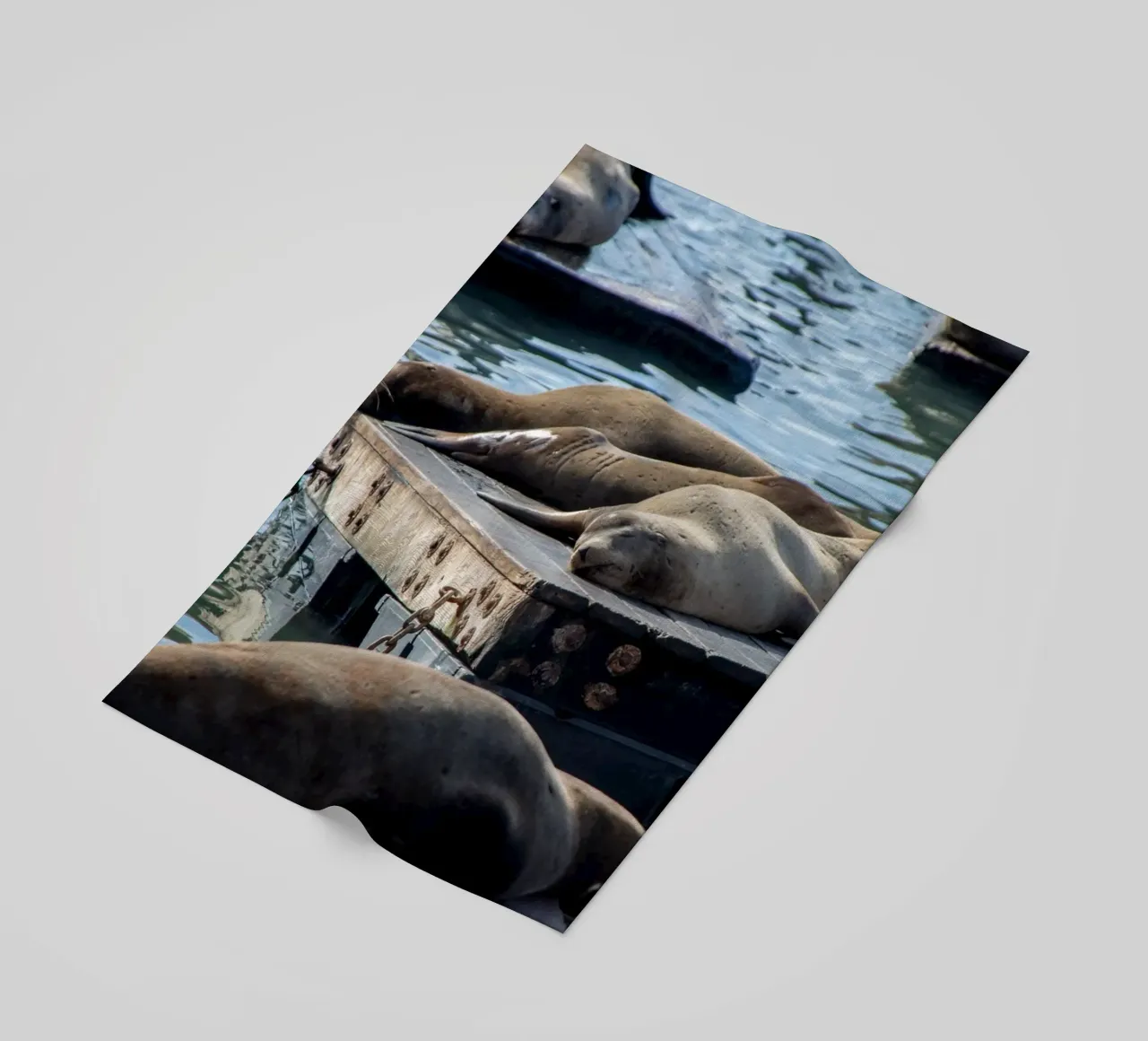Sleeping seal telo mare da anderm