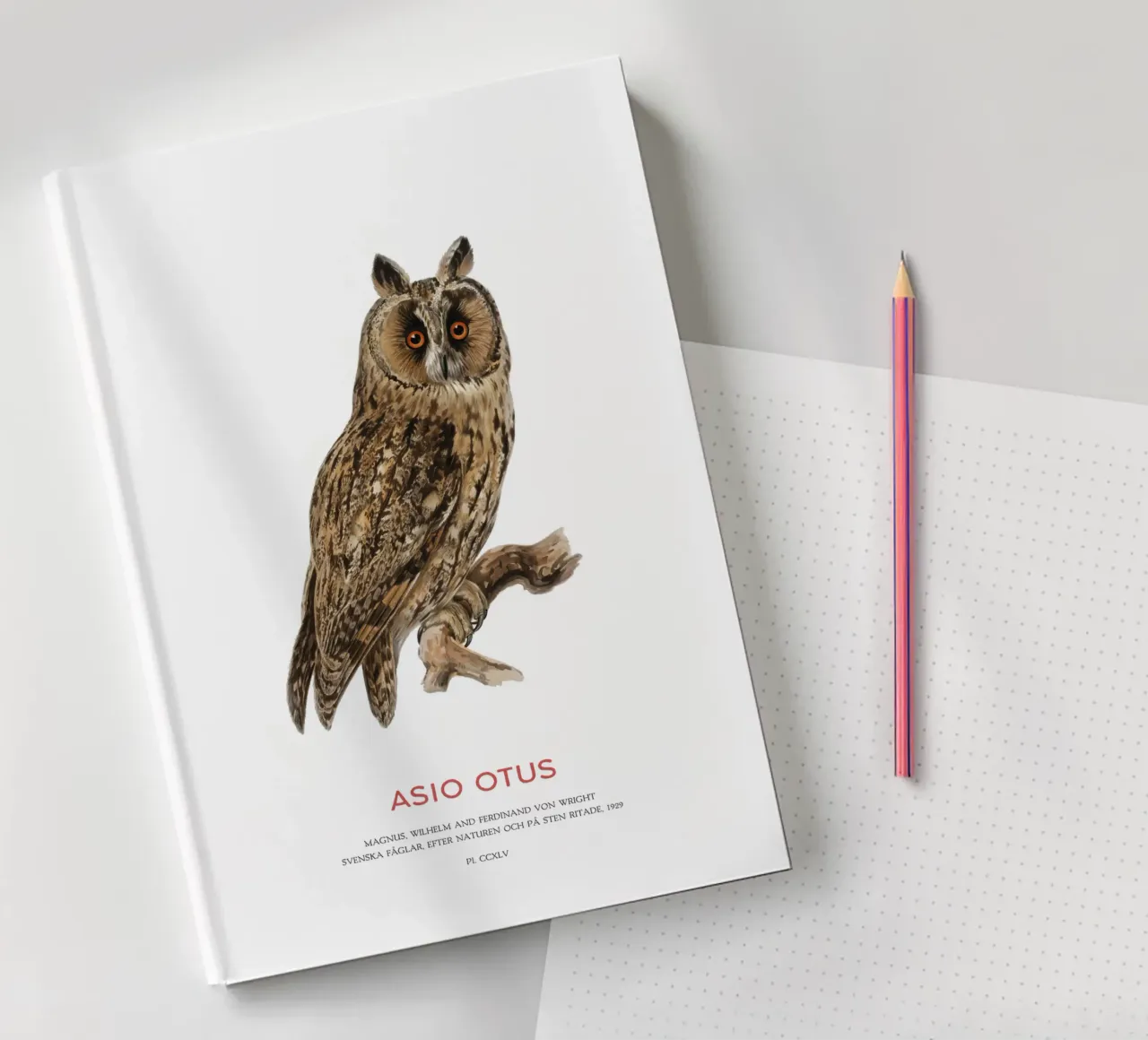 Gufo dalle orecchie lunghe o Asio Otus diario da Vintagrafica
