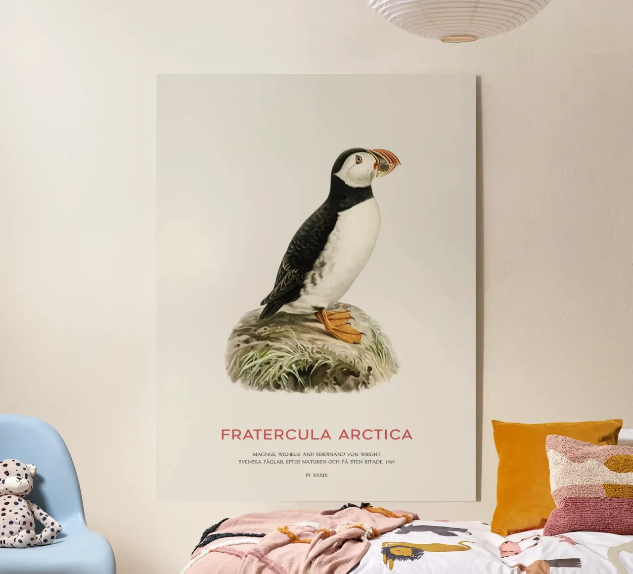 Atlantic puffin - Fratercula Arctica acrylic glass by Vintagrafica