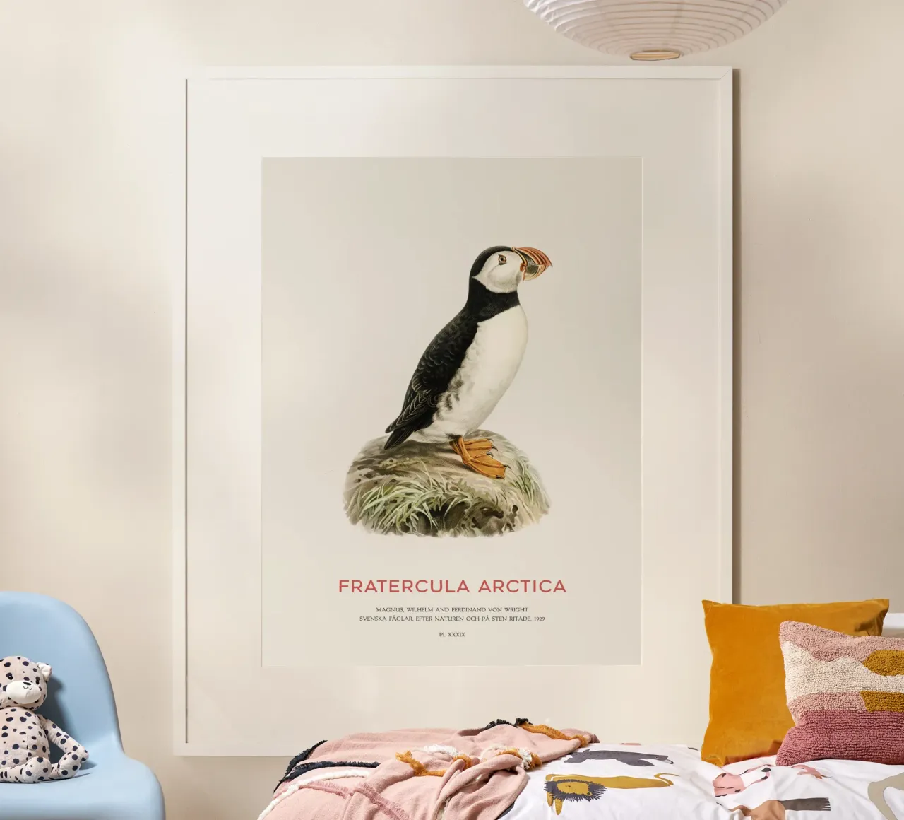 Pulcinella di mare atlantica - Fratercula Arctica poster con telaio in legno da Vintagrafica