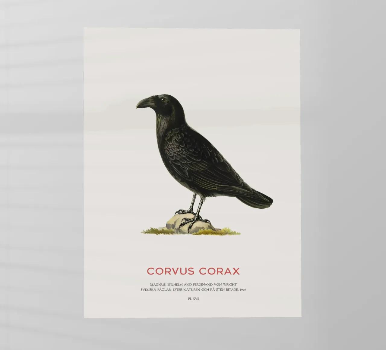Corvo comune - Corvus Corax pellicola backlit da Vintagrafica