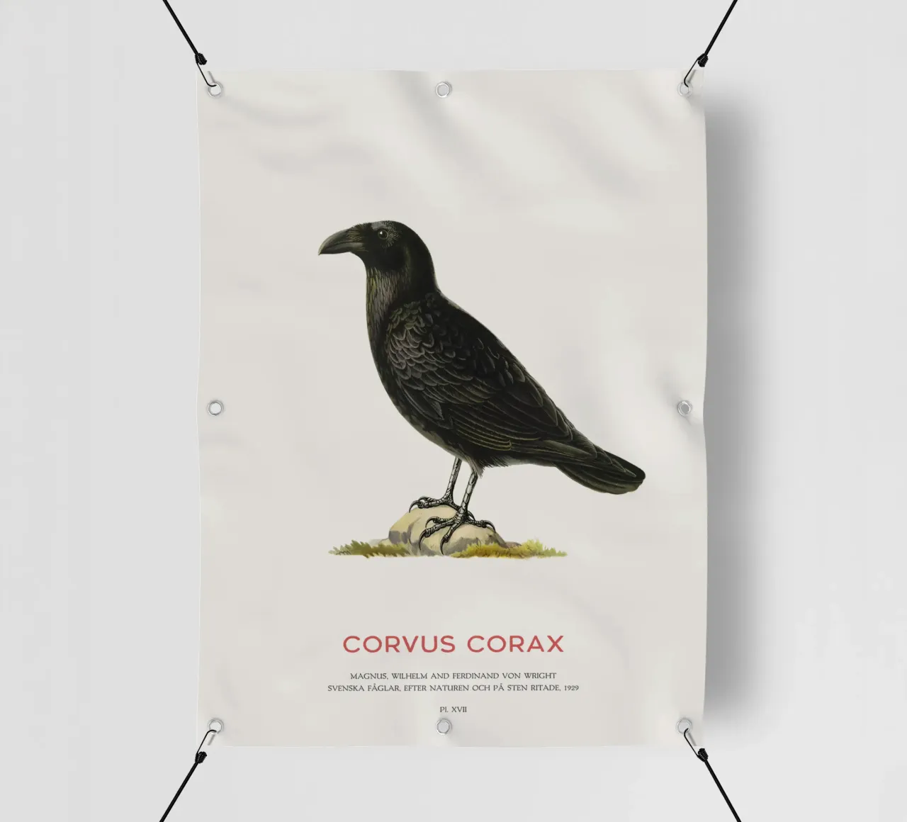Corvo comune - Corvus Corax telo in pvc da Vintagrafica