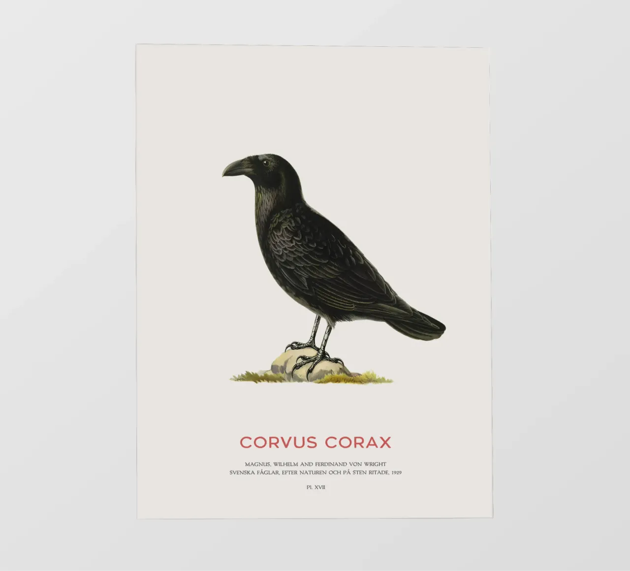 Corvo comune - Corvus Corax telo in pvc da Vintagrafica